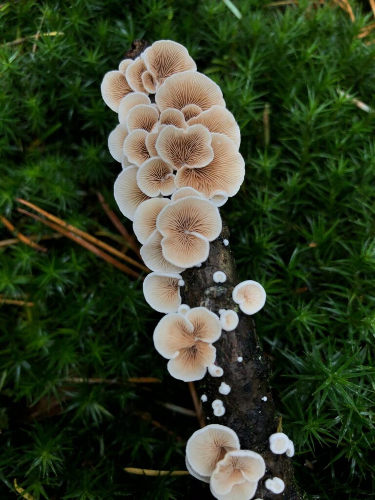 Paddenstoelen op boomstam